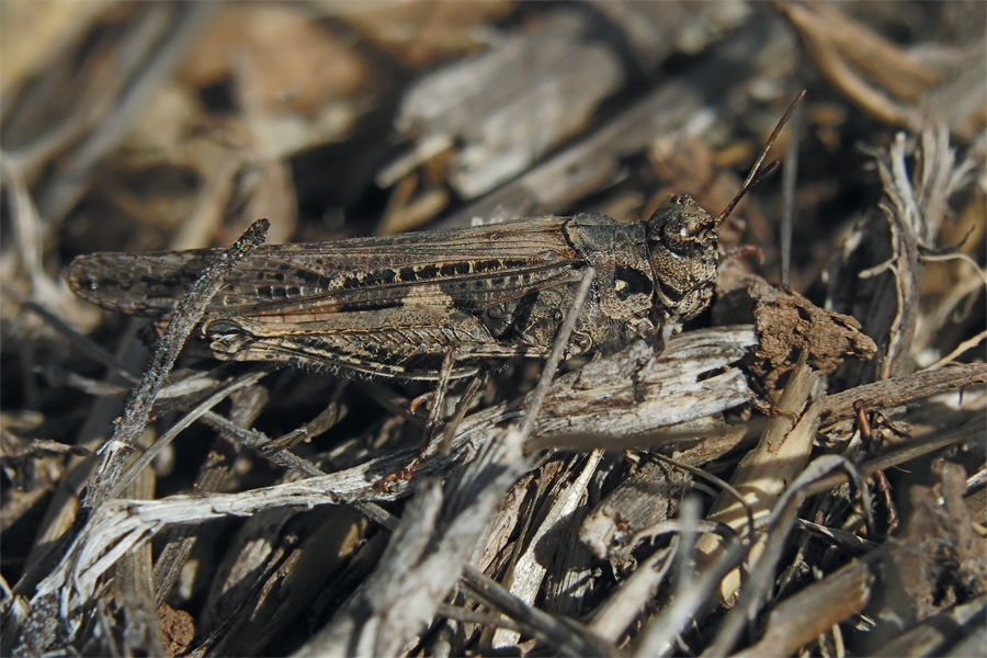 Acrotylus_insubricus.jpg