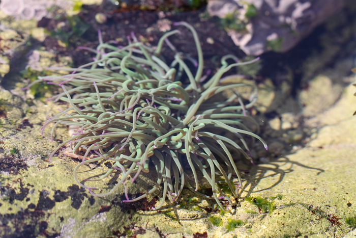 IMG_1639.JPG Anemone.JPG