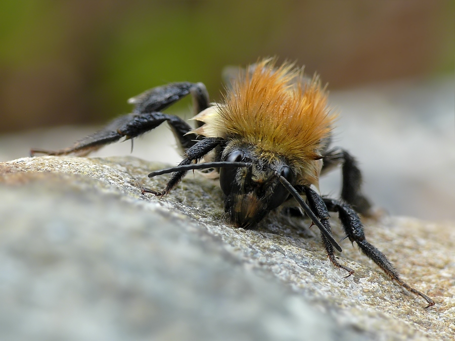 Hummel595.jpg