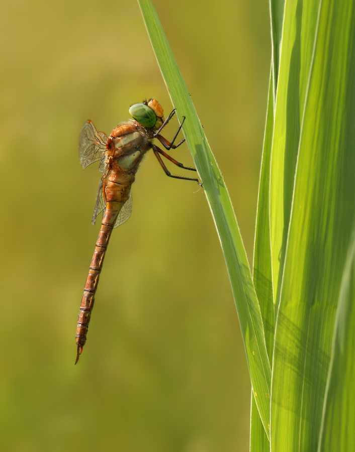Aeshna_isoceles_29062009_04.jpg
