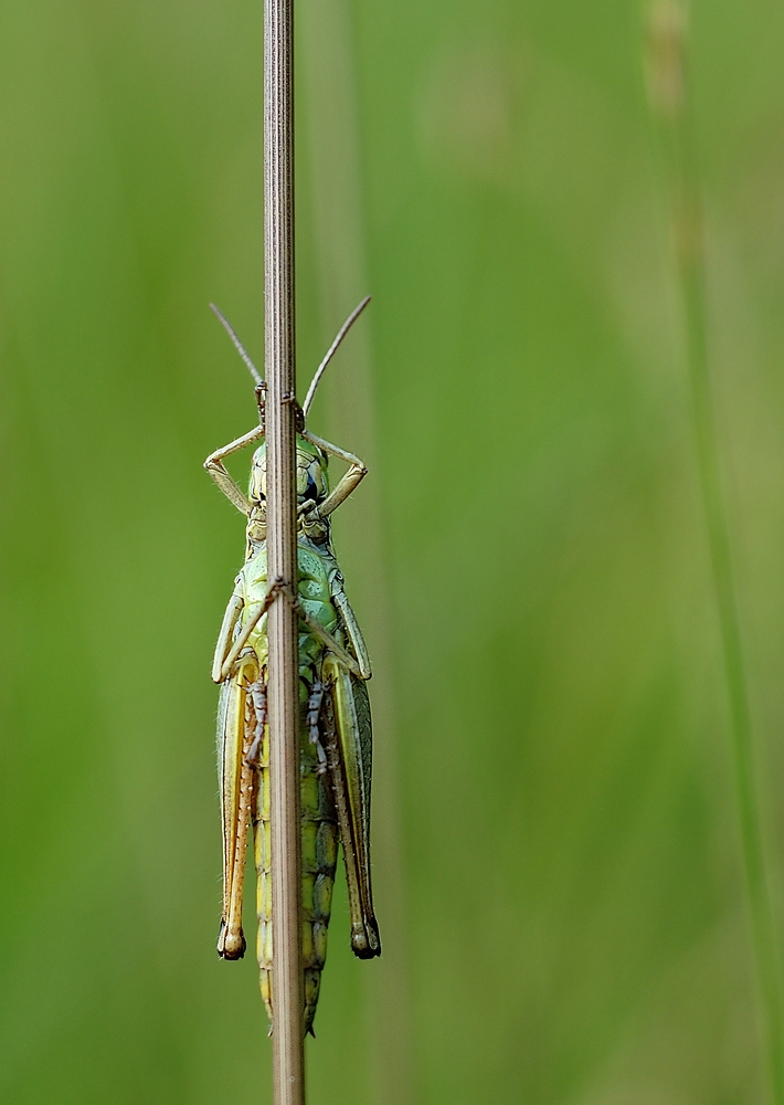 comp_DSC_6586.jpg