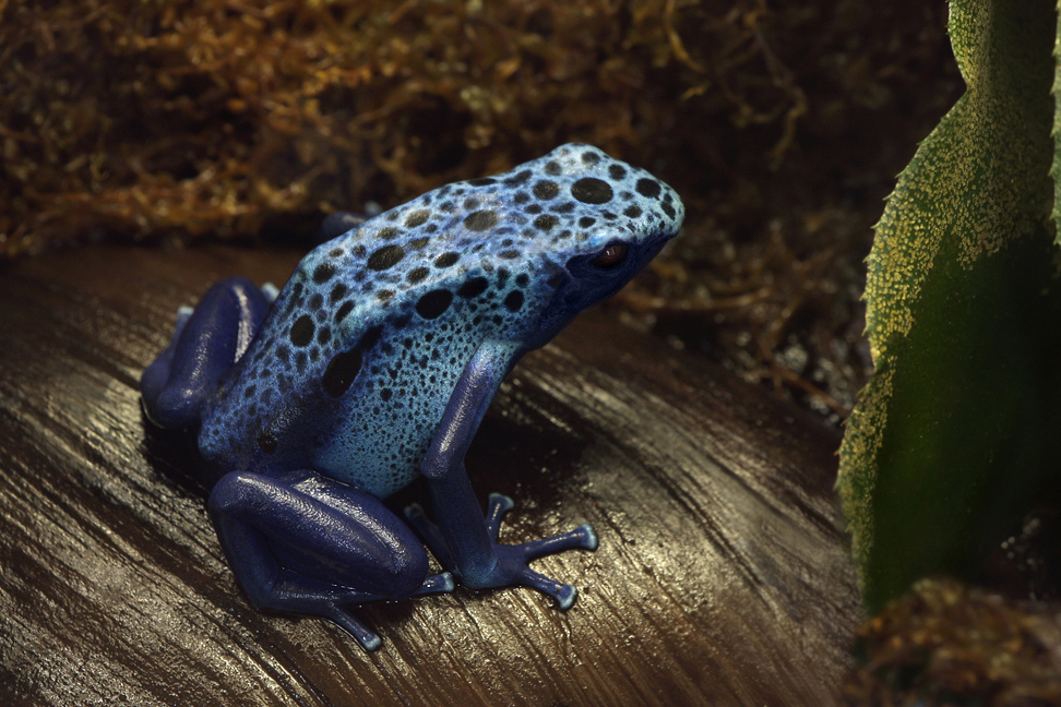 Blauer_Frosch_17022010b.jpg