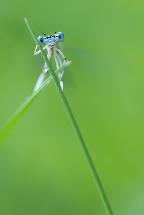 Libelle1.jpg