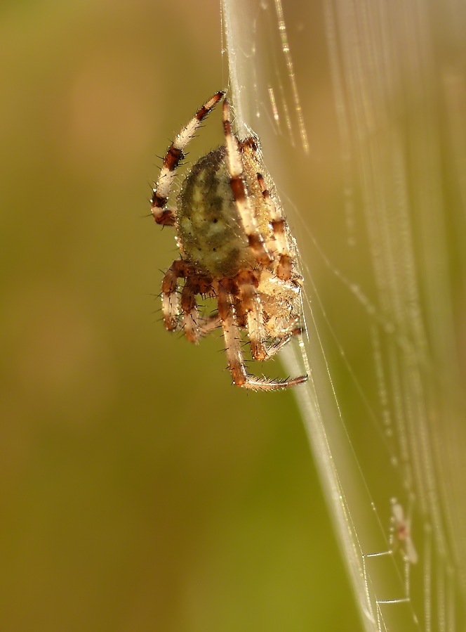 spinne im netz 436.jpg