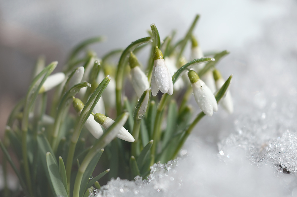 Galanthus-nivalis.jpg