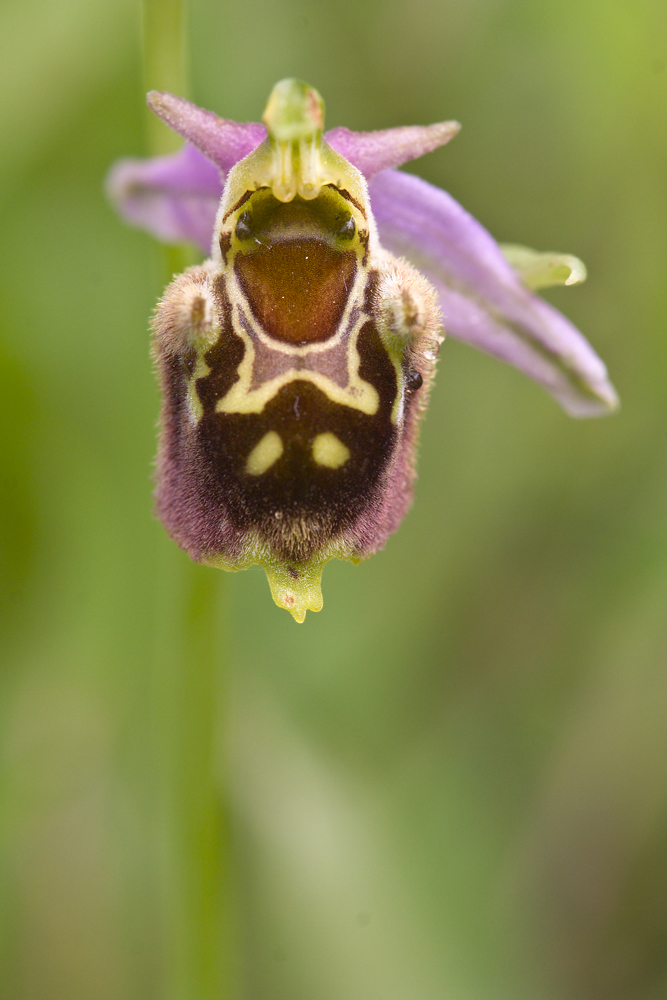 20090527-1703NF.jpg