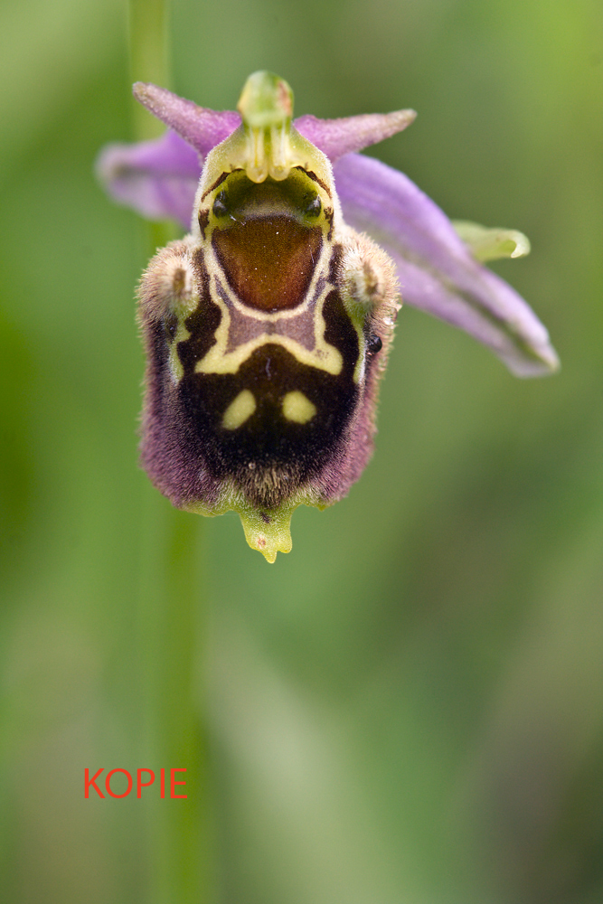 20090527_1703nf_472.jpg