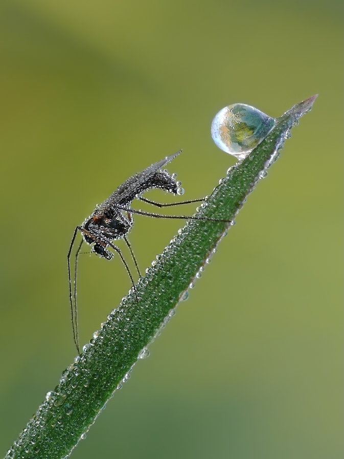 april zuckmücke552a.jpg