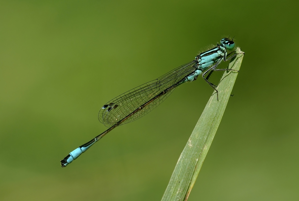 Libelle_filtered 1000x670.jpg