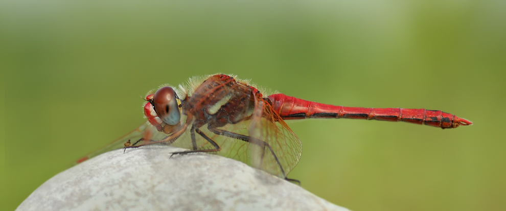 fonscolombii_m_Wernau_29062010a.jpg