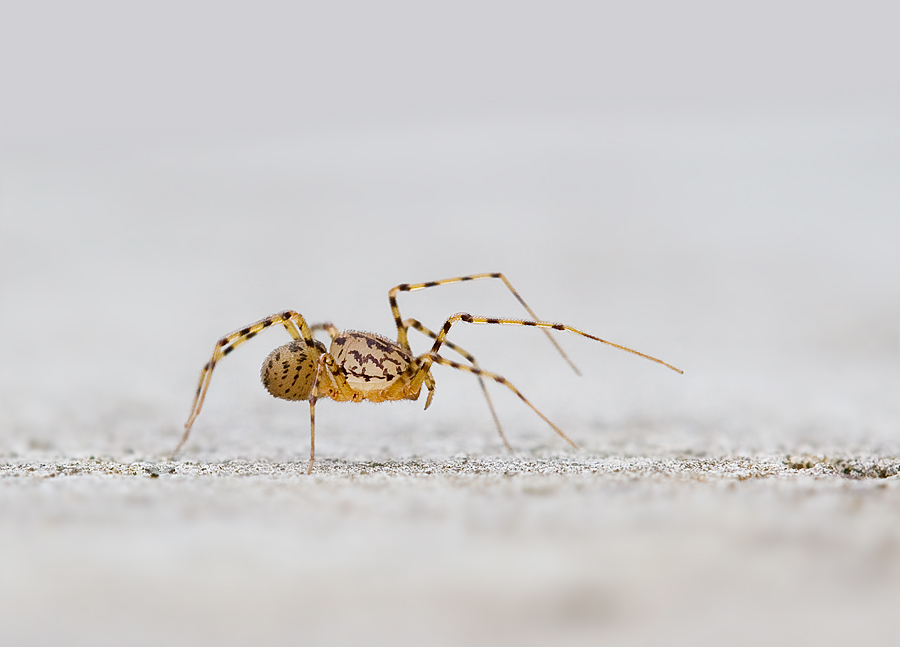 Speisspinne-Scytodes-thoracica_MG_2418.jpg