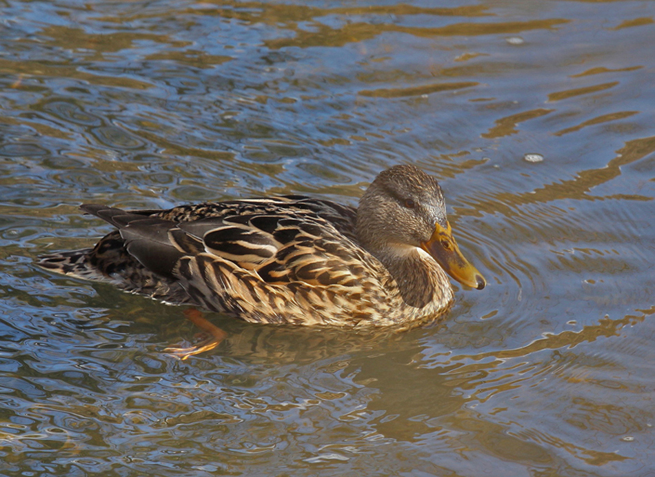 stockente-12.jpg