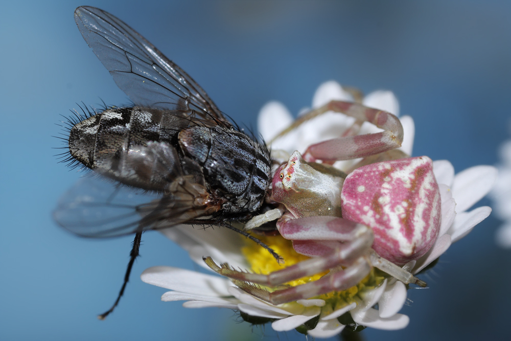 6 Weibchen rosa Fangbiss.jpg