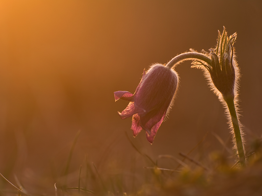 Küchenschelle (Pulsatilla vulgaris) 26.jpg