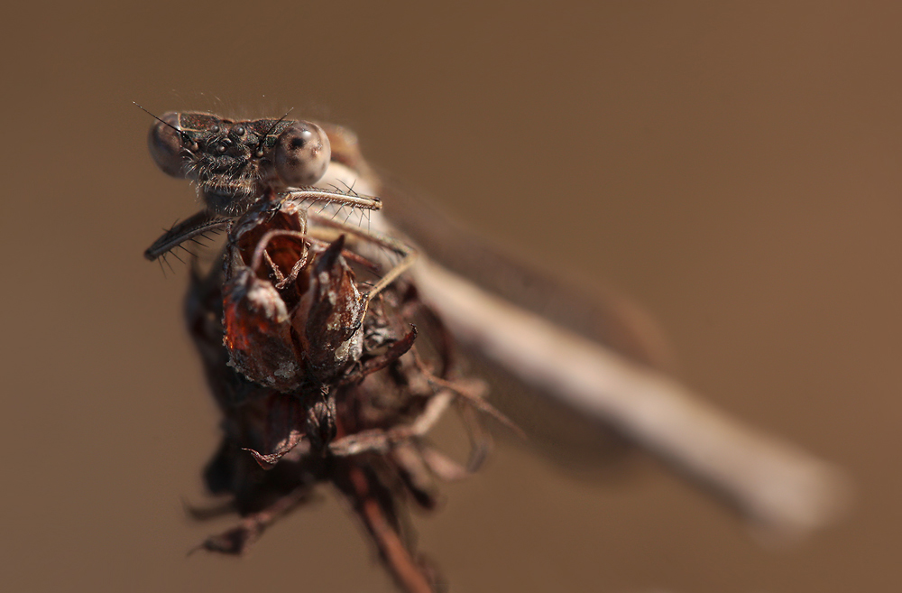 sympecmafusca_w_wernau_07042010_03.jpg