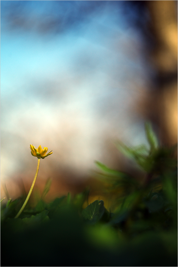 flower102_mf.jpg