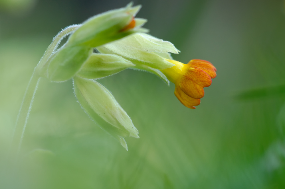 Schlüsselblume.jpg