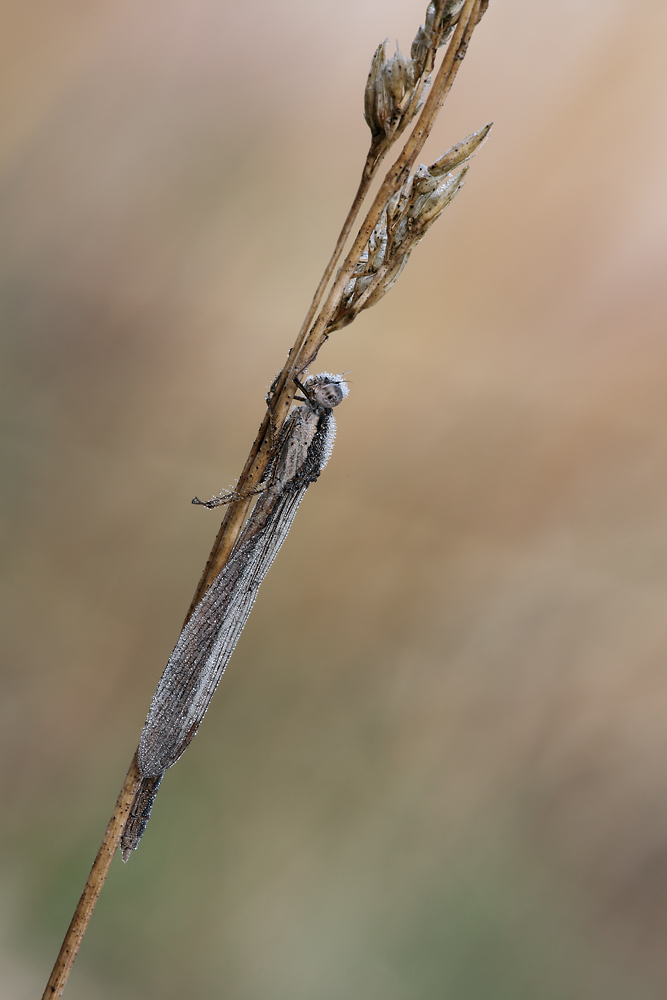 Winterlibelle_002b.jpg