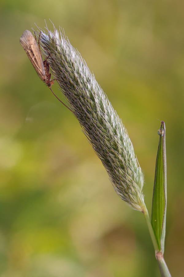 20100425-_MG_3340-2.jpg