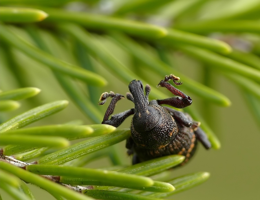 kiefernb.rüssler tot 270.jpg