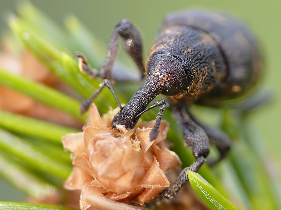 kiefernb.rüssler 392.jpg