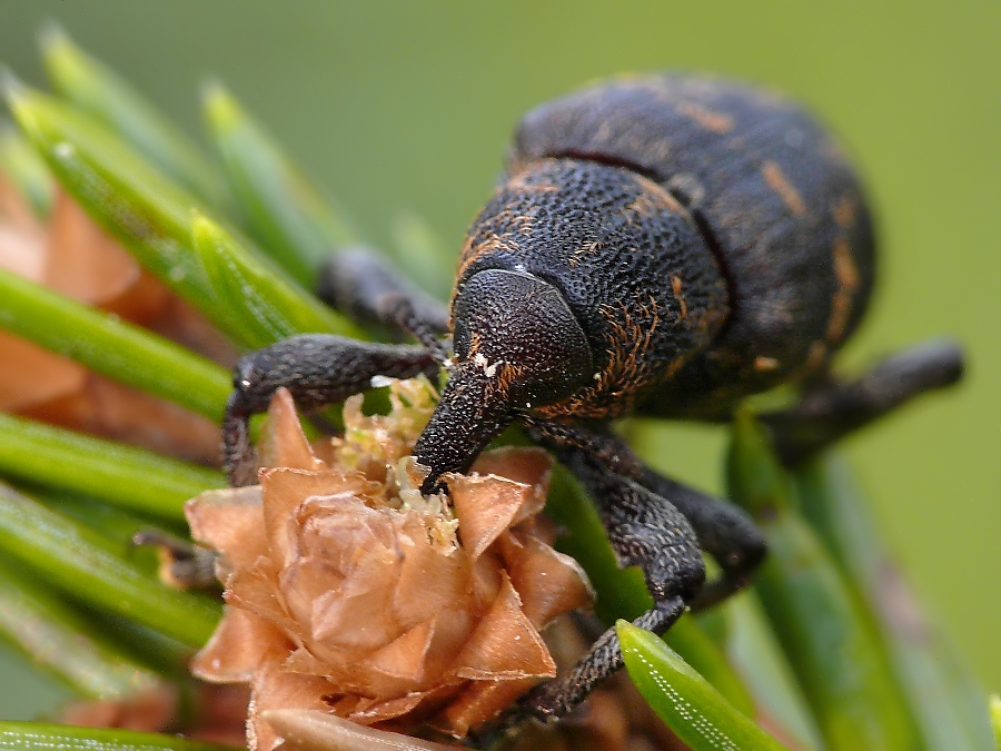 kiefernb.rüssler 377.jpg