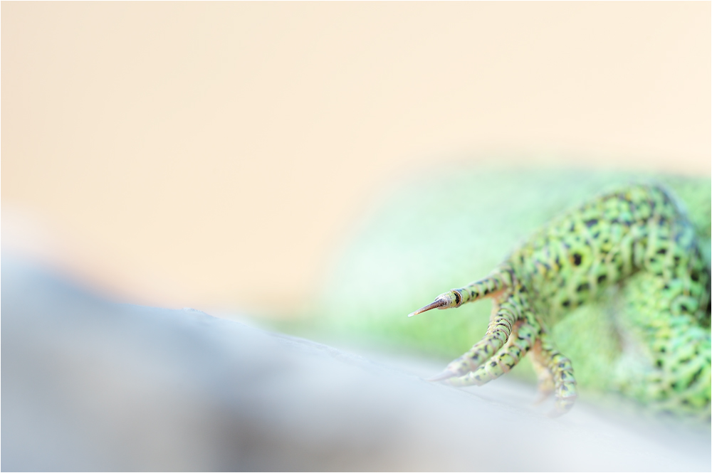 DSC_2085_1.jpg
