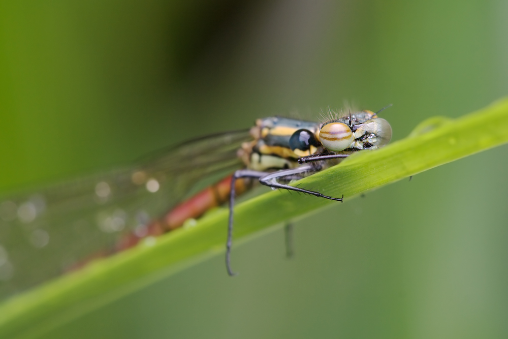 IMG_8207_Fruehe_Adonislibelle_close.jpg