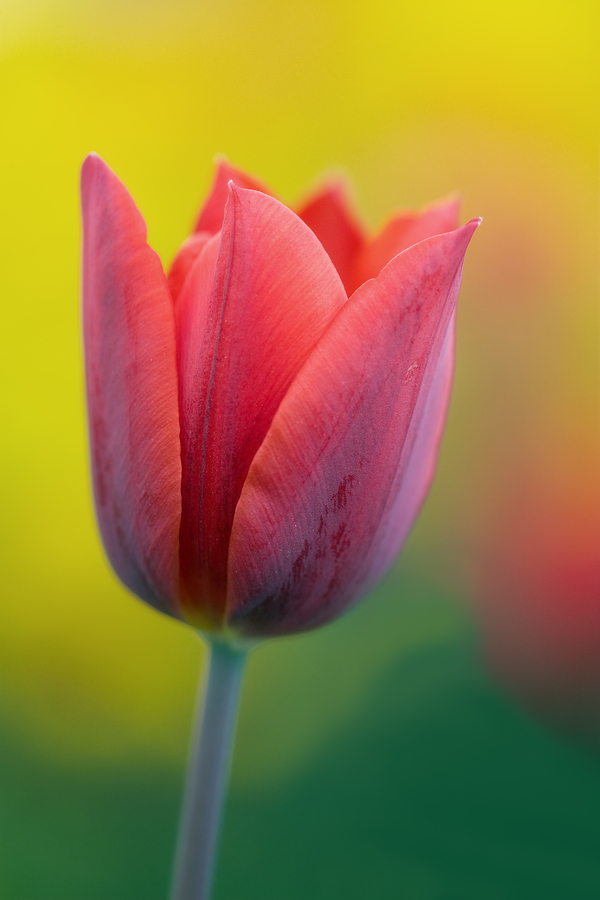 Tulpe_FH_02web.jpg