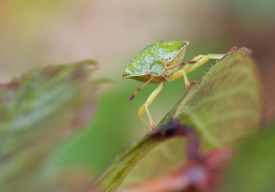 20091006-Palomena prasina - Grüne Stinkwanze_MG_0551.jpg