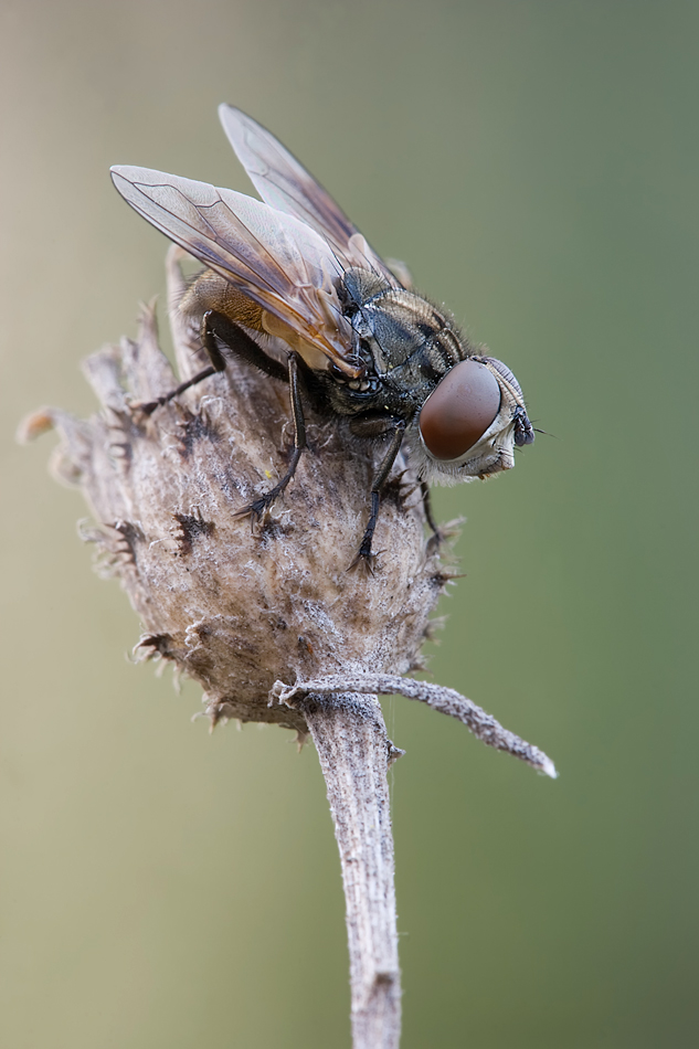 Fliege.jpg