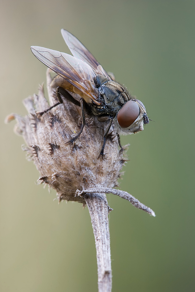 Fliege2.jpg