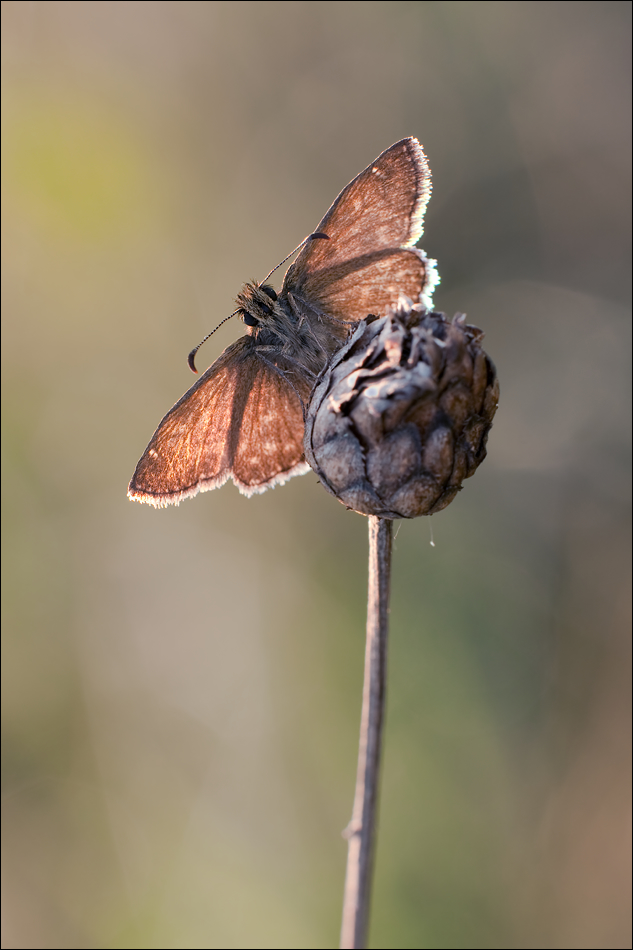 40D_IMG_0065_Erynnis_tages-Dunkler_Dickkopf.jpg