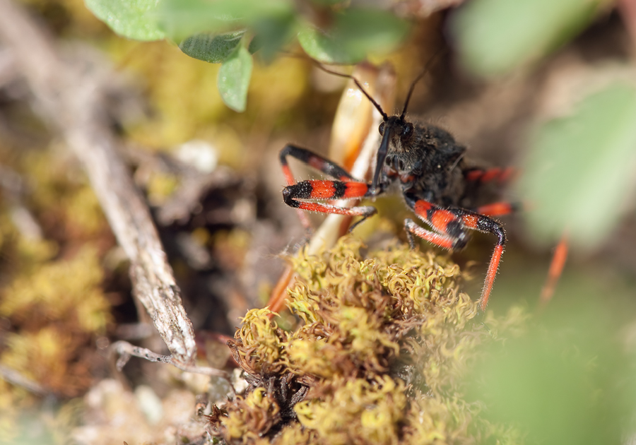20100508-Geringelte Mordwanze-Rhinocoris annulatus_MG_4577-2.jpg