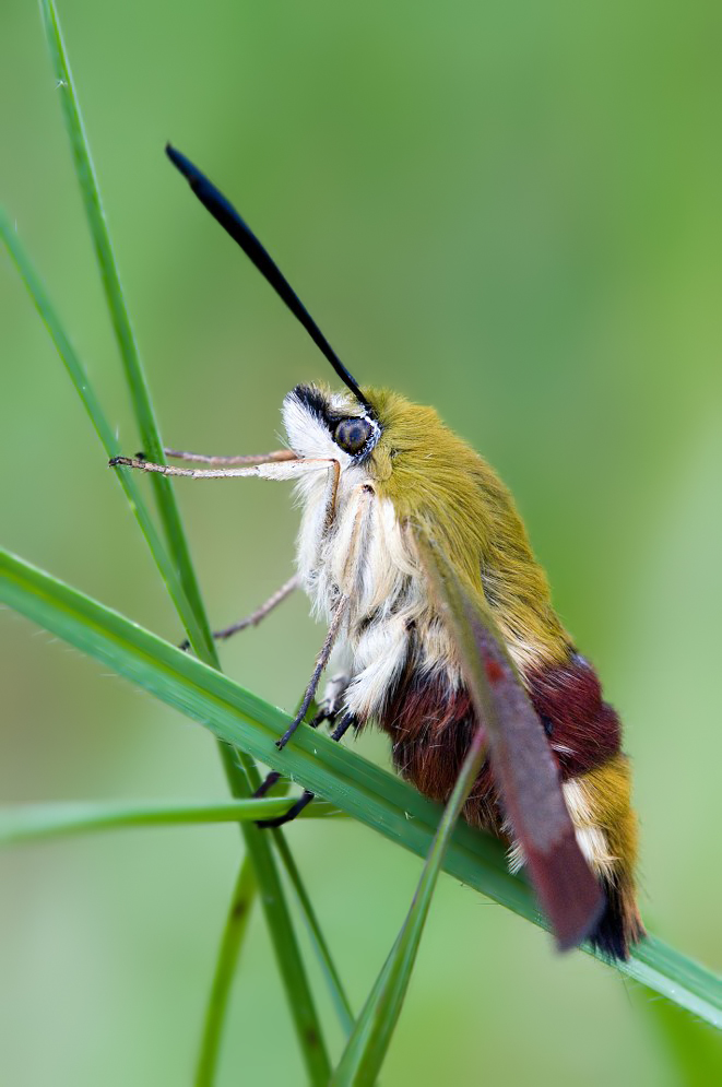 Hummelschwärmer Seitenansicht_DSC6552_661x995.jpg