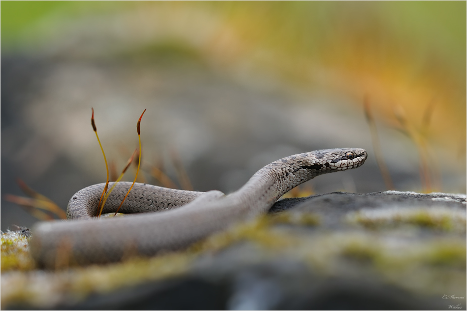 --Schlingnatter--.jpg