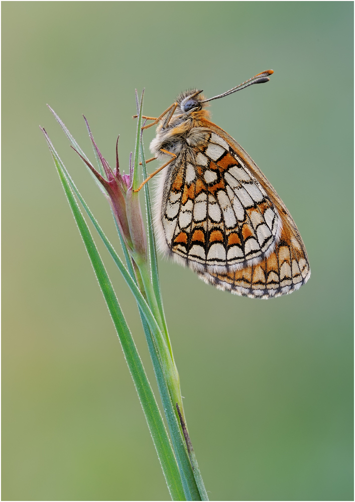 Scheckenfalter_MF.jpg