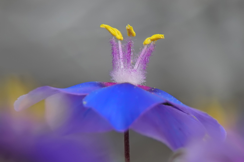 Anagallis_foemina_3.jpg