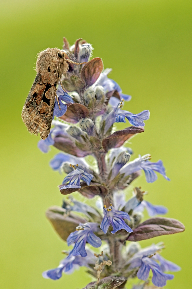 comprDSC04434_DxO_raw.jpg