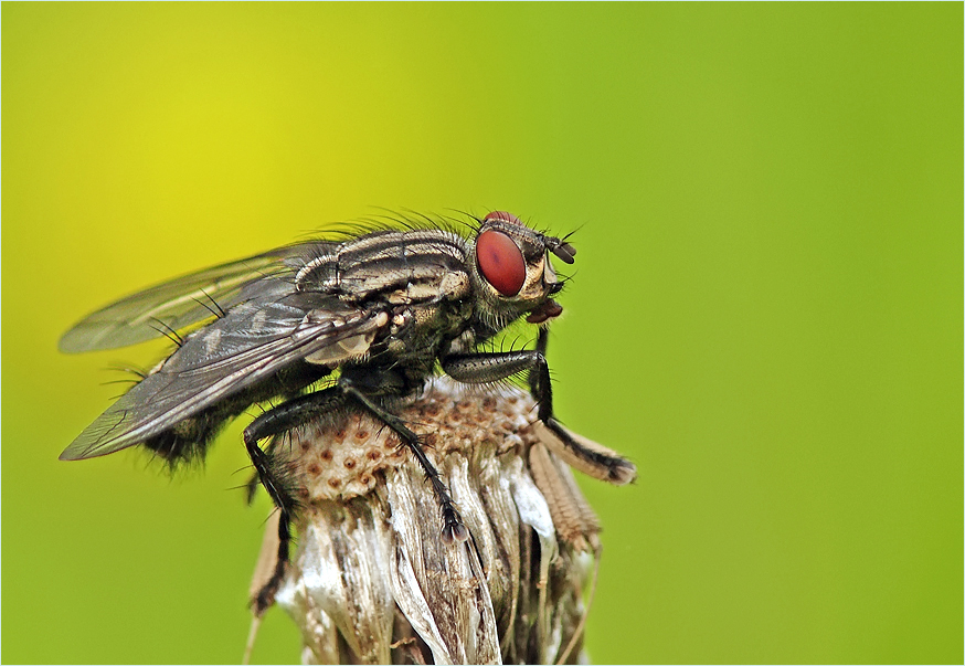Fliege90.jpg