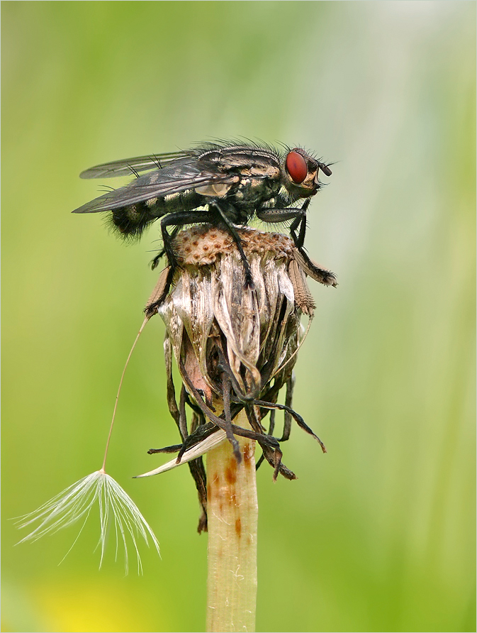Fliege02.jpg