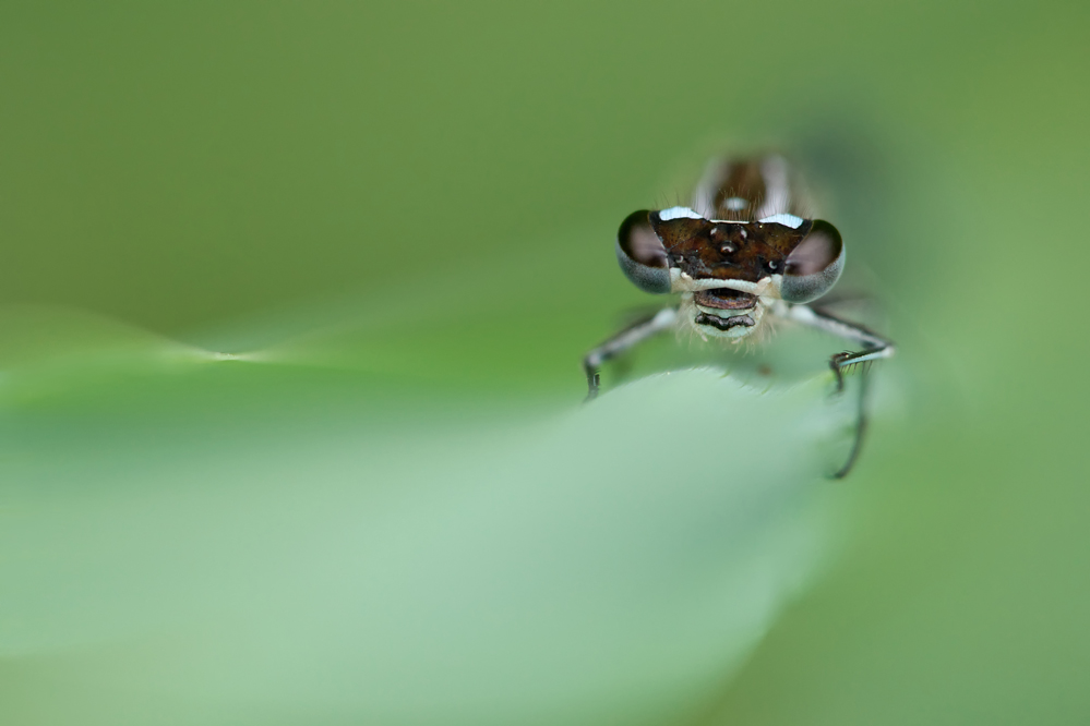 Fledermaus-Azurjungfer w.jpg