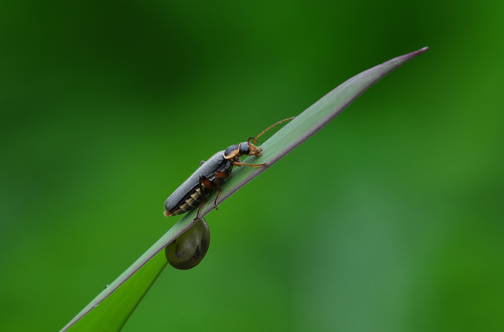 DSC_3910 - Bearbeitet.jpg