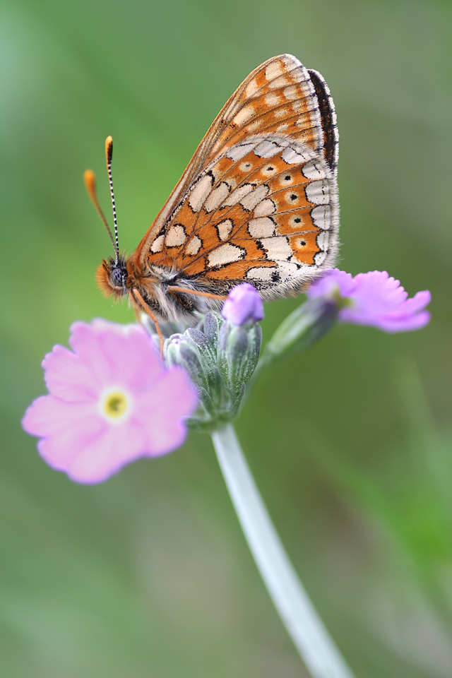 IMG_8278--Euphydryas aurinia.jpg