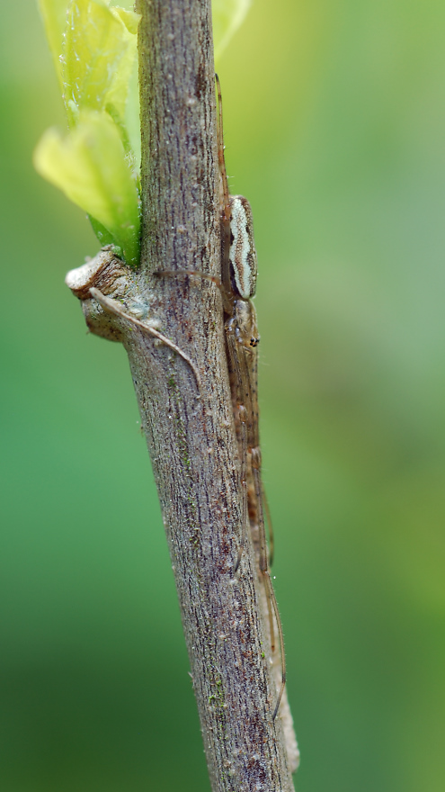 DSC_9609_JPG.jpg