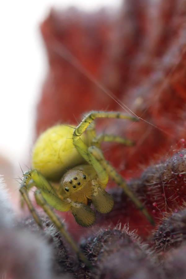 7707_Spinne.jpg