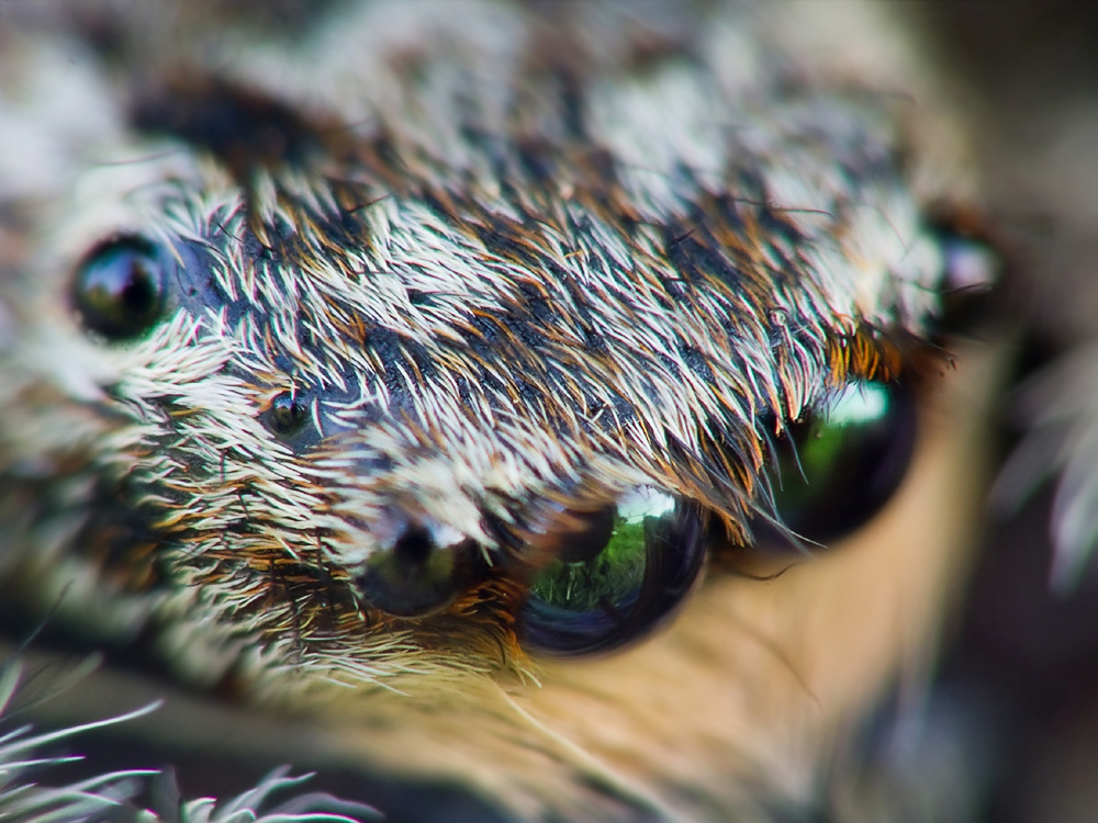 springi-augen.jpg