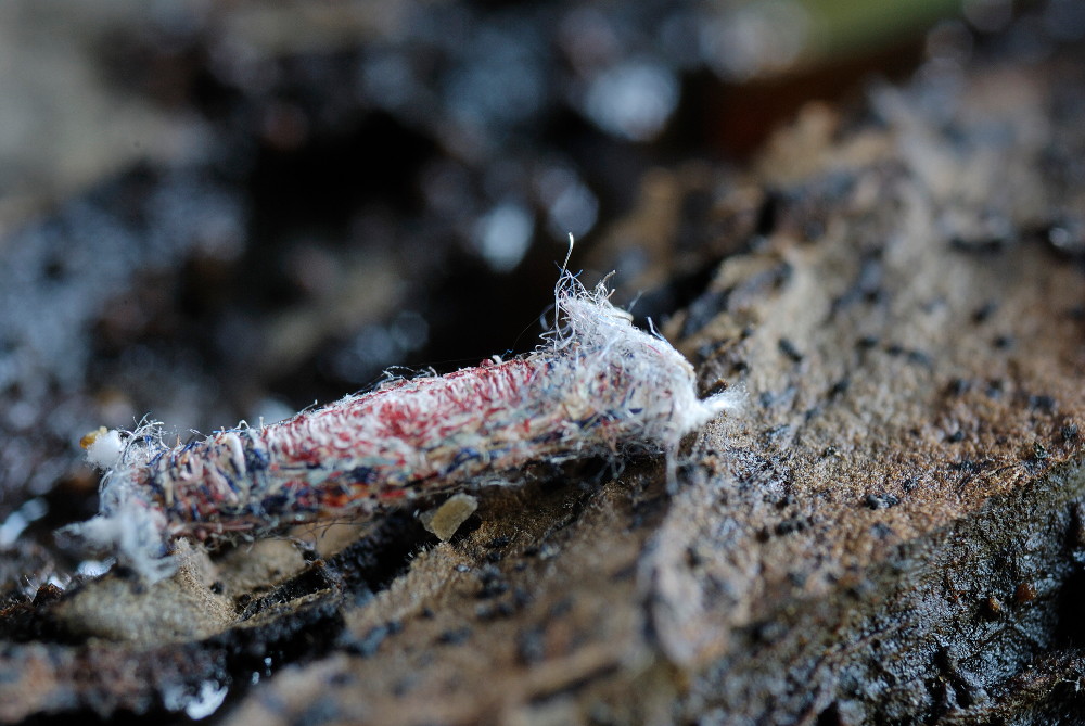 DSC5492 Mottenpuppe.JPG