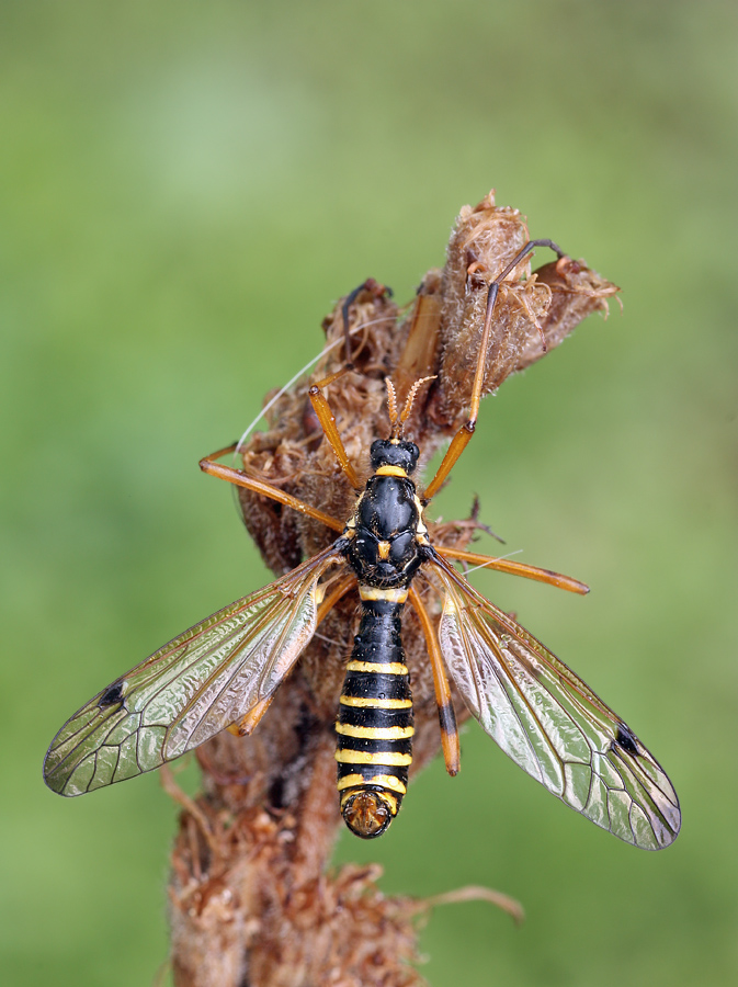 IMG_2977-2-Ctenophora flaveolata.jpg