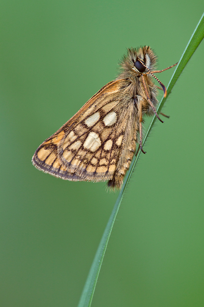 dickie-IMG_5015.jpg